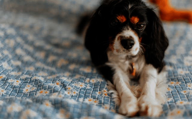 Cavalier King Charles Spaniel Breed Information