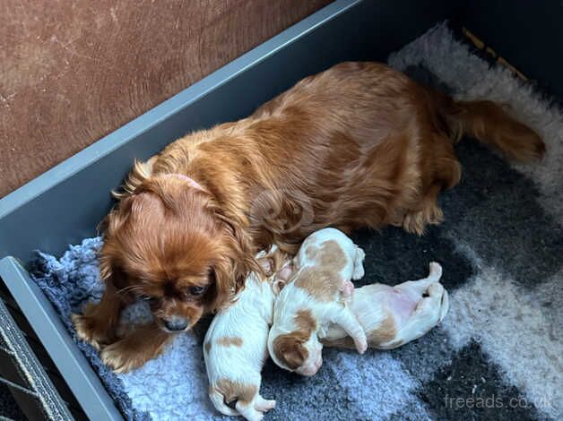 2 beautiful boys for sale in Scunthorpe, Lincolnshire - Image 3