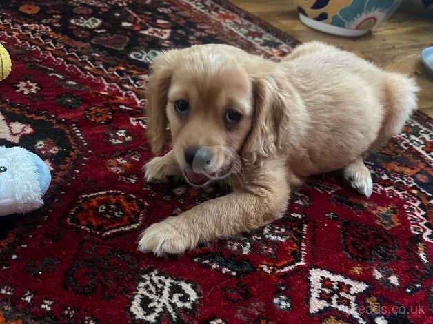 2 months pupu for sale in London, City of London, Greater London