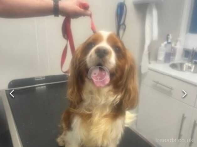 3 year old cavalier boy for sale in Huddersfield, West Yorkshire - Image 1