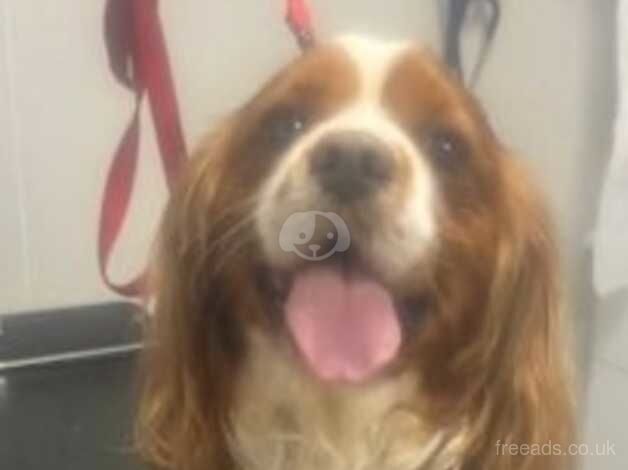 3 year old cavalier boy for sale in Huddersfield, West Yorkshire - Image 2