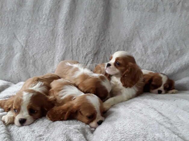 5 beautiful King Charles cavaliers for sale in Dereham, Norfolk