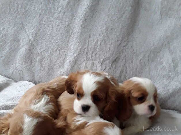 5 beautiful King Charles cavaliers for sale in Dereham, Norfolk - Image 2