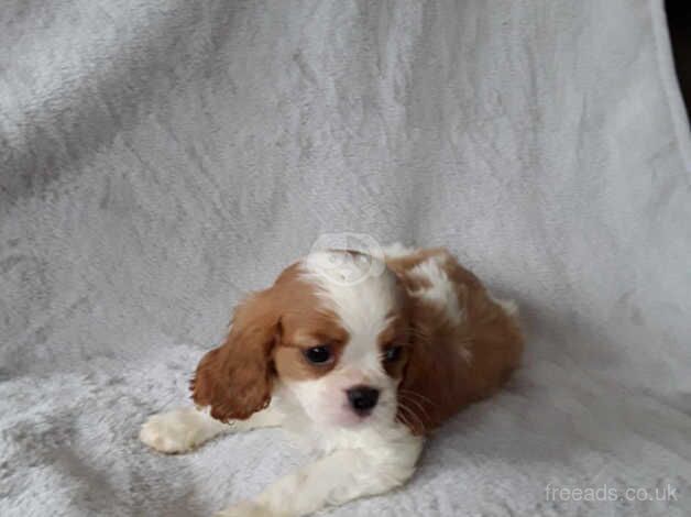 5 beautiful King Charles cavaliers for sale in Dereham, Norfolk - Image 3