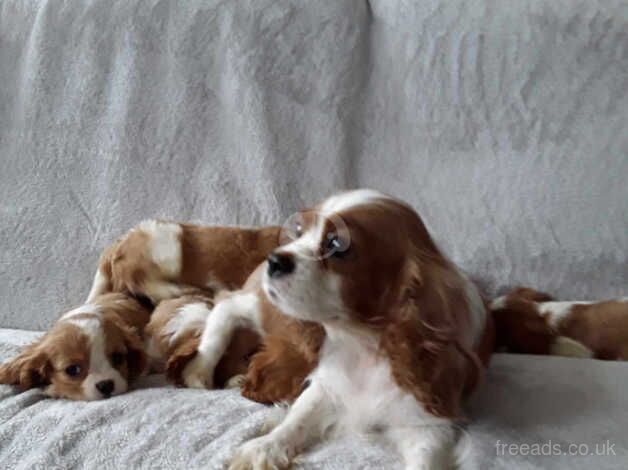 5 beautiful King Charles cavaliers for sale in Dereham, Norfolk - Image 4