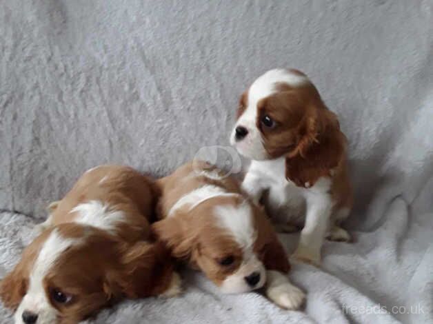 5 beautiful King Charles cavaliers for sale in Dereham, Norfolk - Image 5