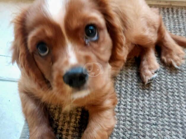 9 week old puppy. for sale in Bridgwater, Somerset - Image 1