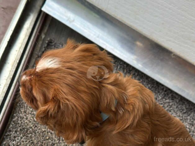 9 week old puppy. for sale in Bridgwater, Somerset - Image 3