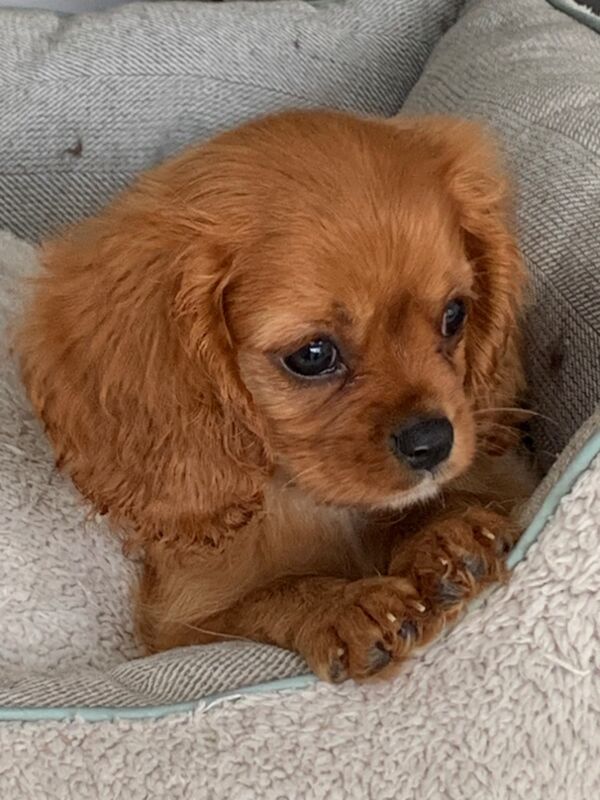 Beautiful Cavalier King Charles Puppies for sale in Kingston upon Hull, East Riding of Yorkshire - Image 1