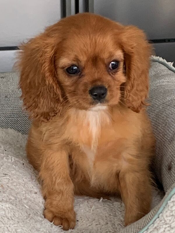 Beautiful Cavalier King Charles Puppies for sale in Kingston upon Hull, East Riding of Yorkshire - Image 2