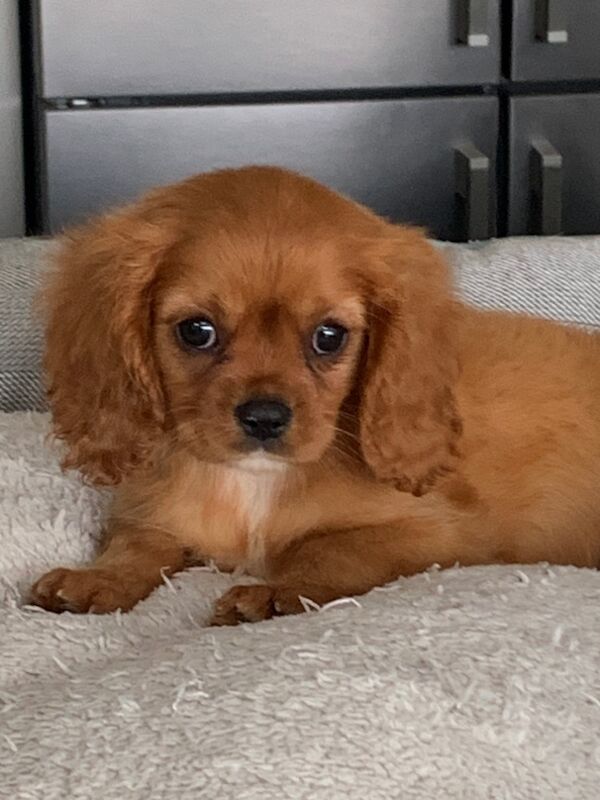 Beautiful Cavalier King Charles Puppies for sale in Kingston upon Hull, East Riding of Yorkshire - Image 3