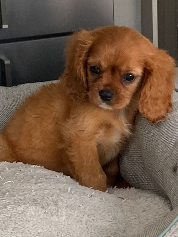 Beautiful Cavalier King Charles Puppies for sale in Kingston upon Hull, East Riding of Yorkshire - Image 4