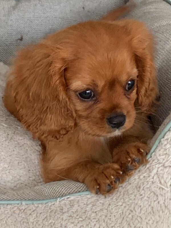 Beautiful Cavalier King Charles Puppies for sale in Kingston upon Hull, East Riding of Yorkshire - Image 5