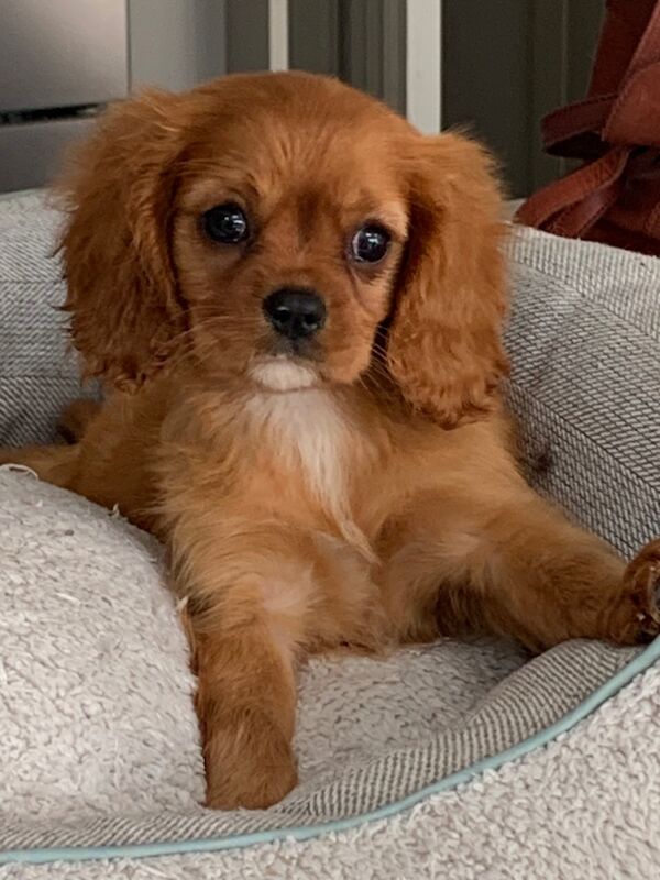 Beautiful Cavalier King Charles Puppies for sale in Kingston upon Hull, East Riding of Yorkshire - Image 6