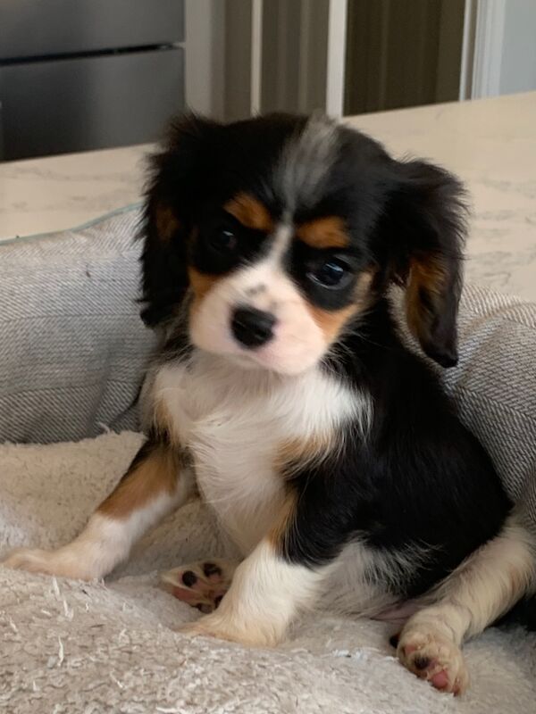 Beautiful Cavalier King Charles Puppies for sale in Kingston upon Hull, East Riding of Yorkshire - Image 7