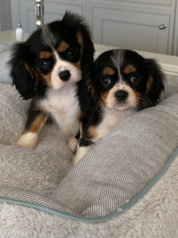 Beautiful Cavalier King Charles Puppies for sale in Kingston upon Hull, East Riding of Yorkshire - Image 8