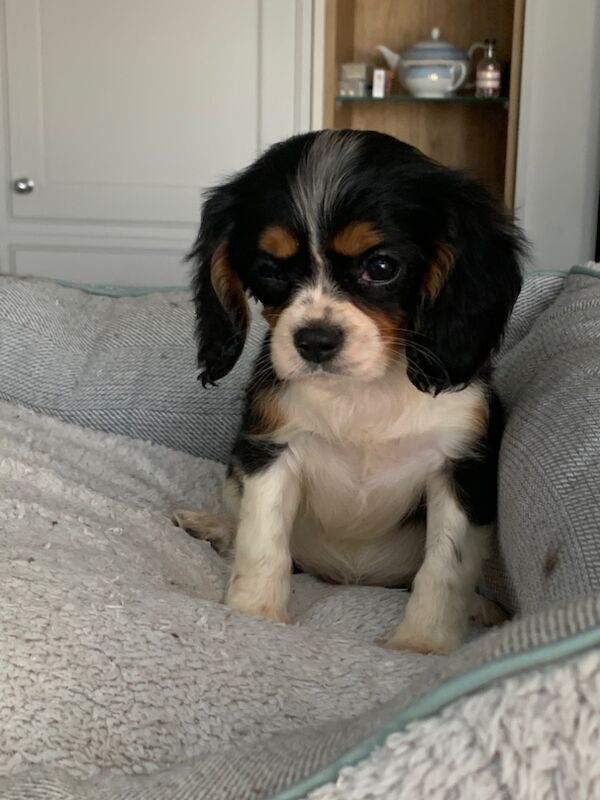 Beautiful Cavalier King Charles Puppies for sale in Kingston upon Hull, East Riding of Yorkshire - Image 9