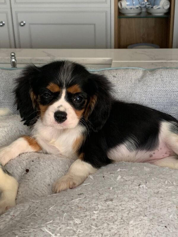 Beautiful Cavalier King Charles Puppies for sale in Kingston upon Hull, East Riding of Yorkshire - Image 10