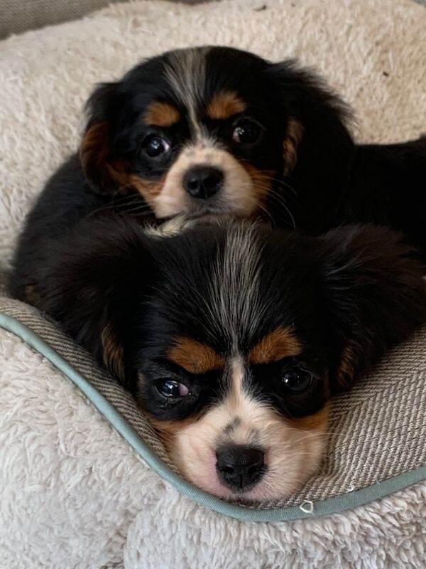 Beautiful Cavalier King Charles Puppies for sale in Kingston upon Hull, East Riding of Yorkshire - Image 11