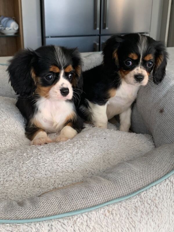 Beautiful Cavalier King Charles Puppies for sale in Kingston upon Hull, East Riding of Yorkshire - Image 13