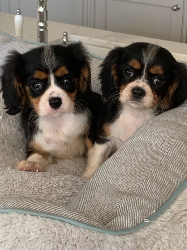 Beautiful Cavalier King Charles Puppies for sale in Kingston upon Hull, East Riding of Yorkshire - Image 14