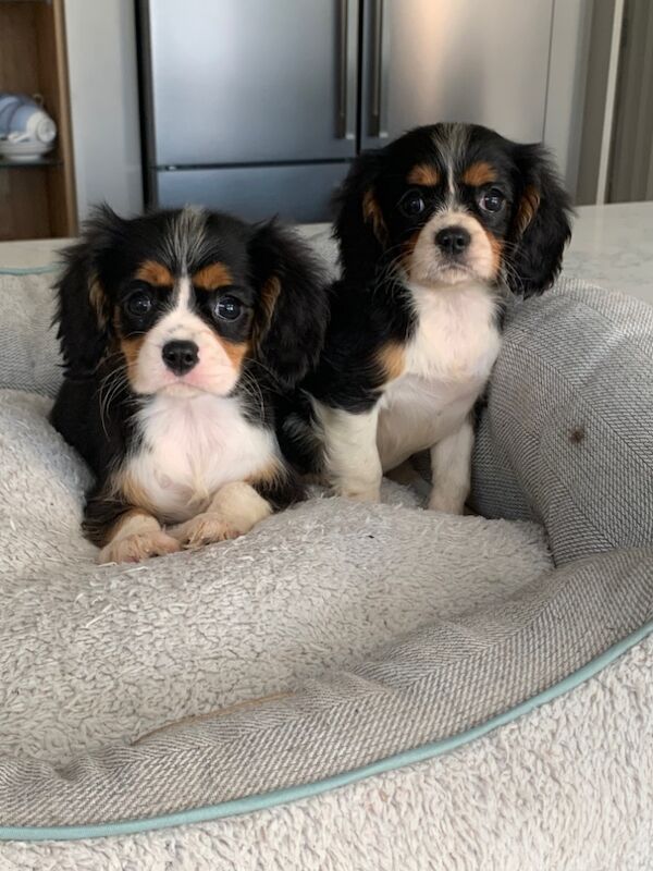 Beautiful Cavalier King Charles Puppies for sale in Kingston upon Hull, East Riding of Yorkshire - Image 15