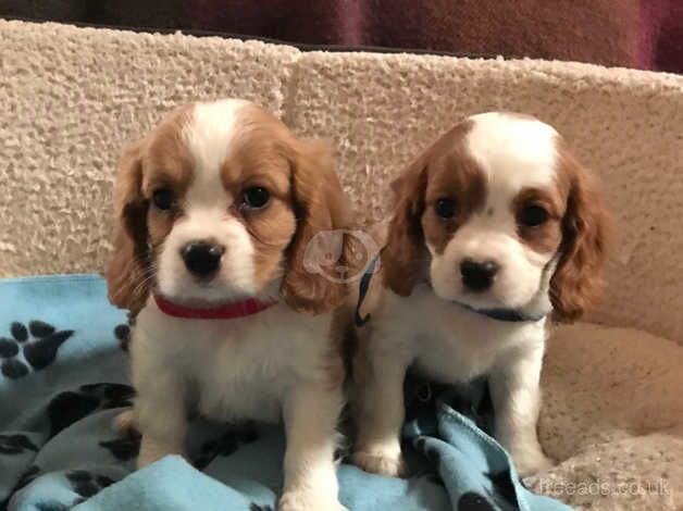 Beautiful cavalier King Charles puppies for sale in Carmarthen/Caerfyrddin, Carmarthenshire - Image 1