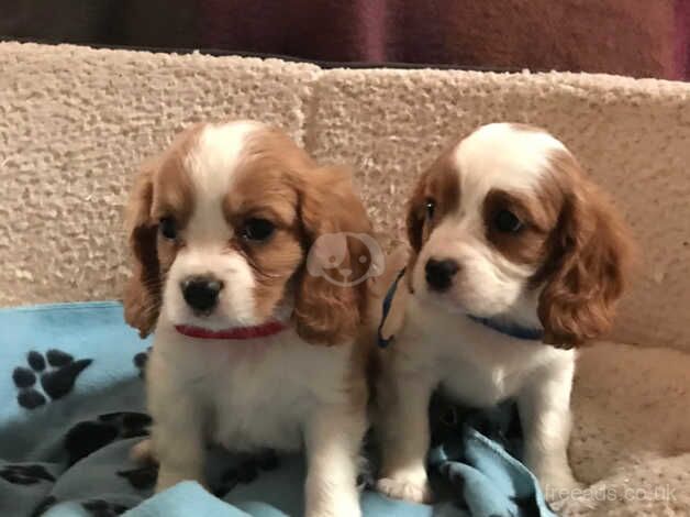 Cavalier King Charles Spaniels for sale in Carmarthen/Caerfyrddin, Carmarthenshire