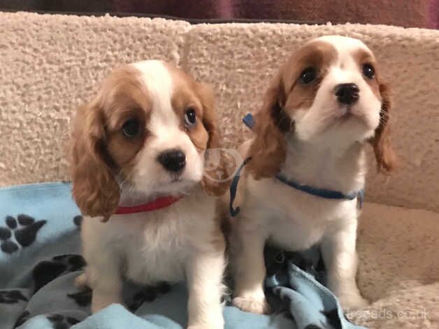 King Charles Spaniel Puppies for sale in Carmarthenshire