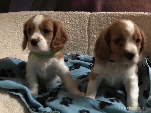 Beautiful cavalier King Charles puppies for sale in Carmarthen/Caerfyrddin, Carmarthenshire - Image 4