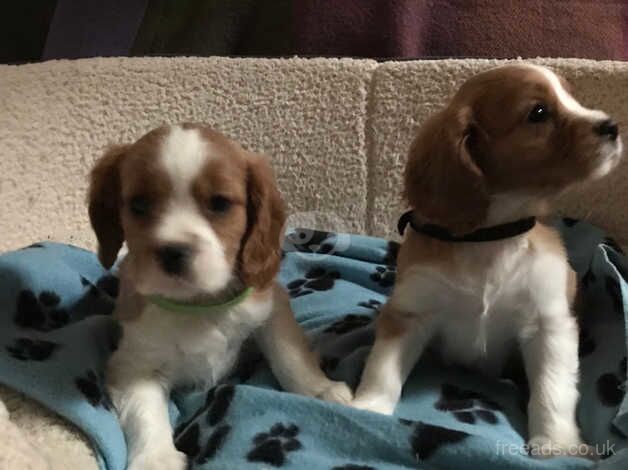 Beautiful cavalier King Charles puppies for sale in Carmarthen/Caerfyrddin, Carmarthenshire - Image 5