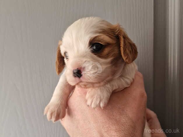 Beautiful Cavalier King Charles Puppy for sale in Cwmbran/Cwmbrân, Newport