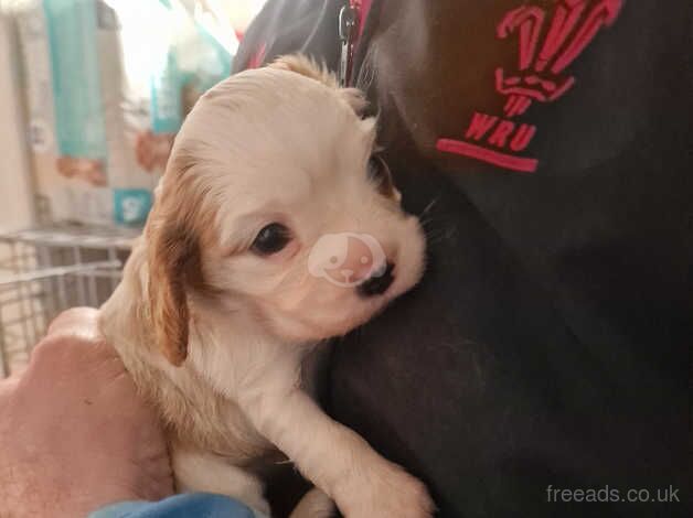 Beautiful Cavalier King Charles Puppy for sale in Cwmbran/Cwmbrân, Newport - Image 4