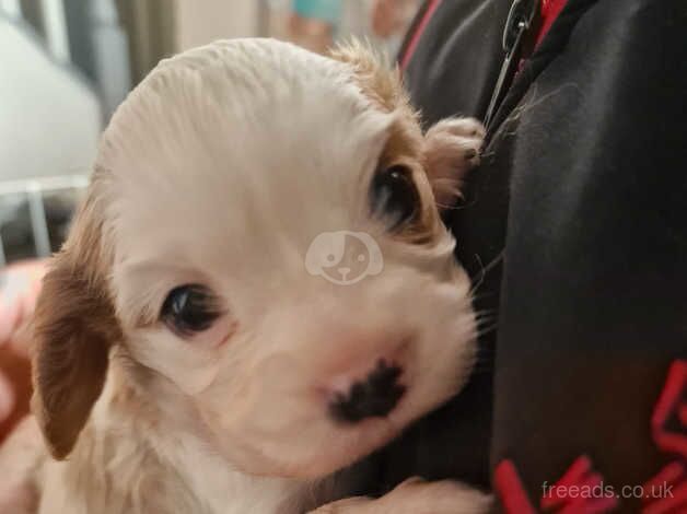 Beautiful Cavalier King Charles Puppy for sale in Cwmbran/Cwmbrân, Newport - Image 5