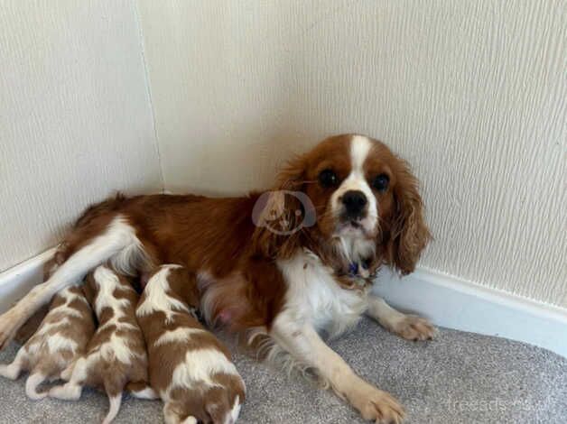 Beautiful cavalier king Charlie's puppies for sale in Biggleswade, Bedfordshire