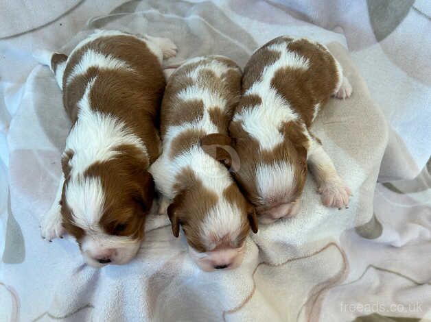 Beautiful cavalier king Charlie's puppies for sale in Biggleswade, Bedfordshire - Image 2