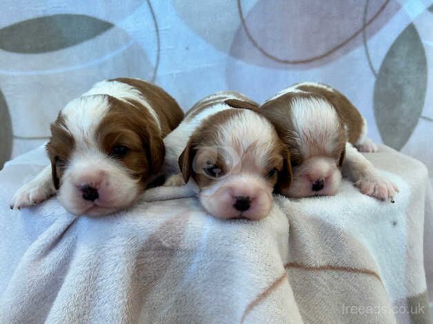 Beautiful cavalier king Charlie's puppies for sale in Biggleswade, Bedfordshire - Image 3