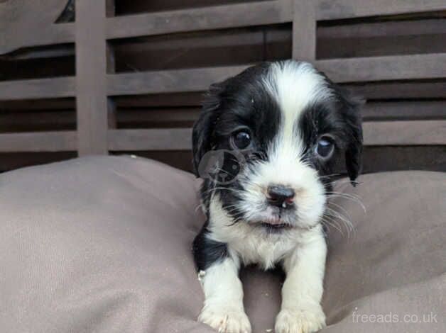 Beautiful cavalier puppies for sale in Waterlooville, Hampshire