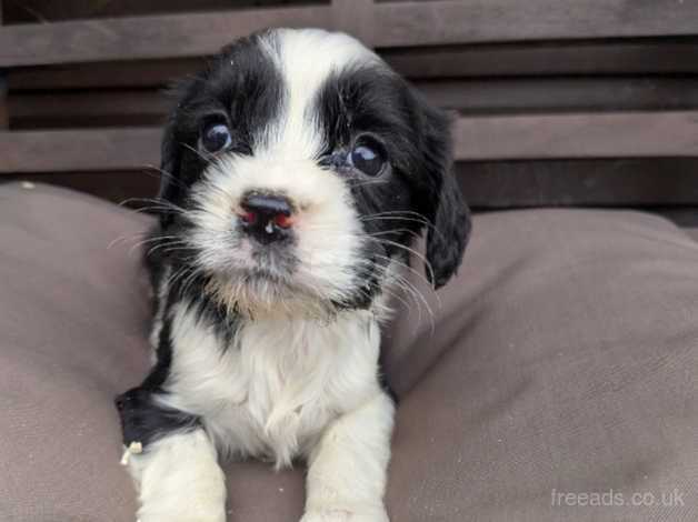 Beautiful cavalier puppies for sale in Waterlooville, Hampshire - Image 2