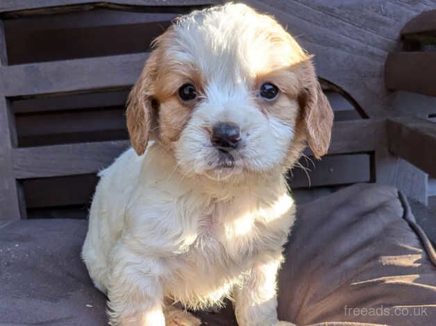 Beautiful cavalier puppies ready now for sale in Waterlooville, Hampshire