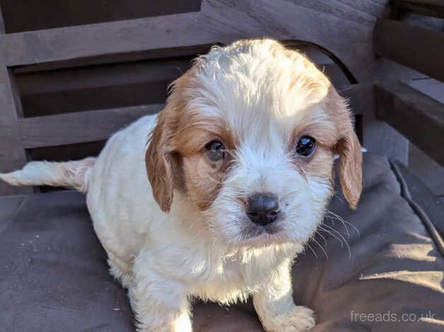 Beautiful cavalier puppies ready now for sale in Waterlooville, Hampshire - Image 2