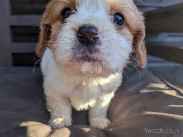 Beautiful cavalier puppies ready now for sale in Waterlooville, Hampshire - Image 4