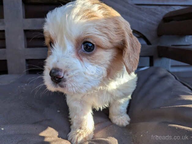 Beautiful cavalier puppies ready now for sale in Waterlooville, Hampshire - Image 5