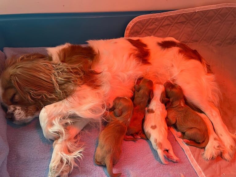 🎀🐾Beautiful Cavaliers King Charles Spaniel for sale in Didcot, Oxfordshire