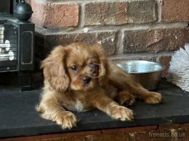 Beautiful handsome ruby cavalier boy pup for sale in Howden, West Lothian