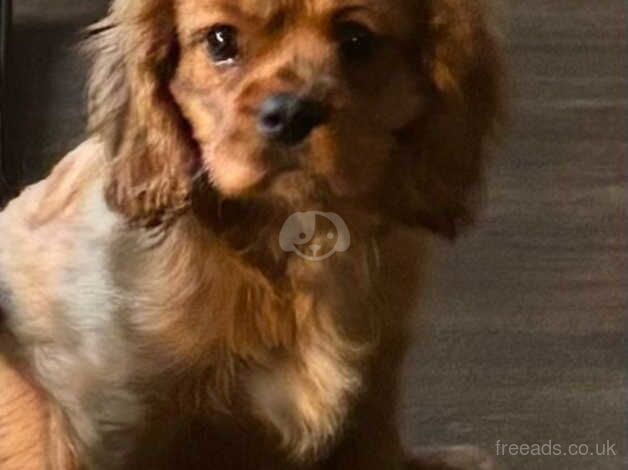 Beautiful handsome ruby cavalier boy pup for sale in Howden, West Lothian - Image 2