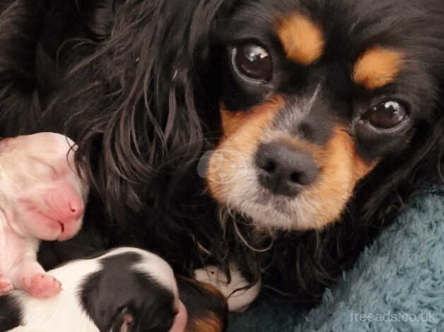 King Charles Spaniel Puppies for sale in Orkney Islands