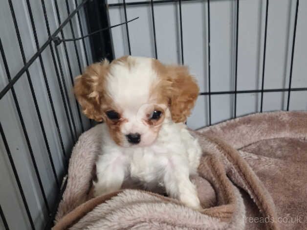 King Charles Spaniel Puppies for sale