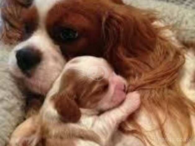 Beautiful mixed litter of King charles cavalier puppies. for sale in Nottingham, Nottinghamshire - Image 1