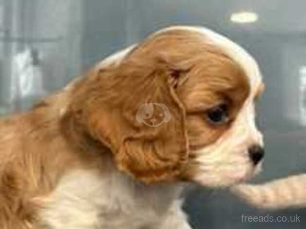 Beautiful mixed litter of King charles cavalier puppies. for sale in Nottingham, Nottinghamshire - Image 4